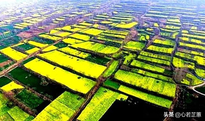 油菜花一片片的像什么,梯田油菜花和平原油菜花