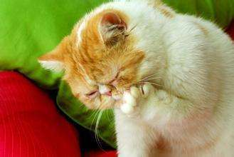 如何发现猫咪忍受疼痛,喵星人有哪些迷惑行为