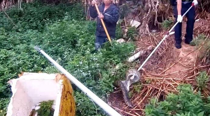 蟒蛇吞到大鹅,蟒蛇吞了一只鹅