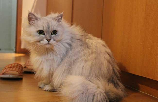 猫猫品种介绍大全,猫猫品种视频大全