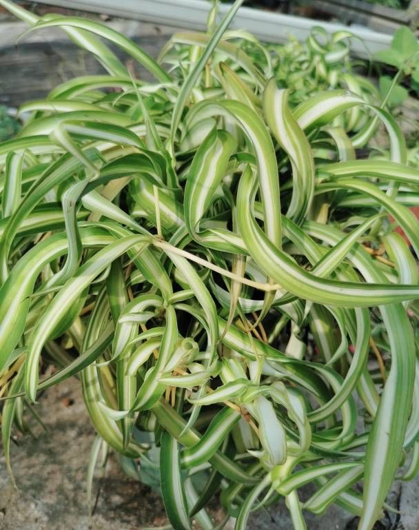 怎样养好吊兰,养吊兰的7个小窍门