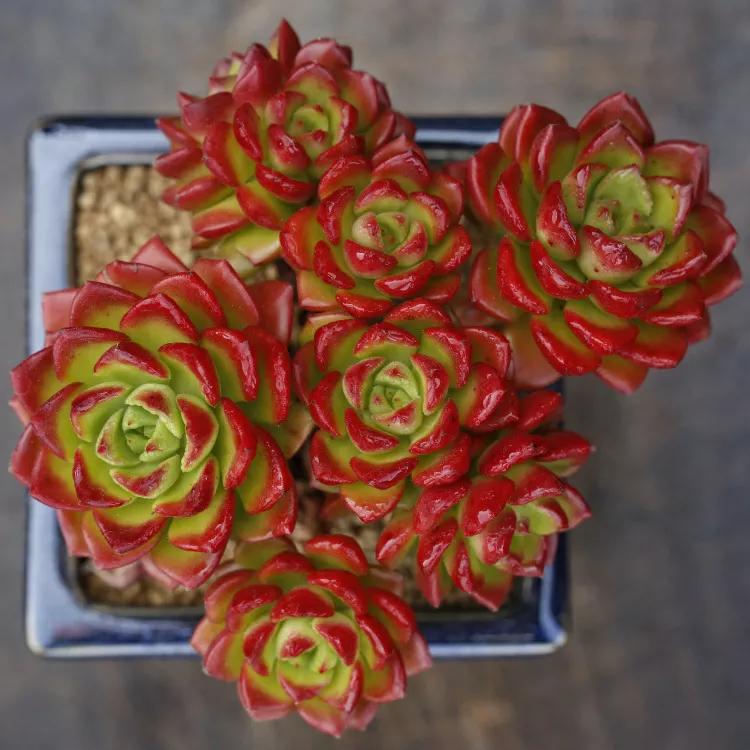 家里不养开花的植物,家里不养带刺的花