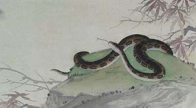 蛇为什么要三年后才报仇,蛇真的会报仇吗