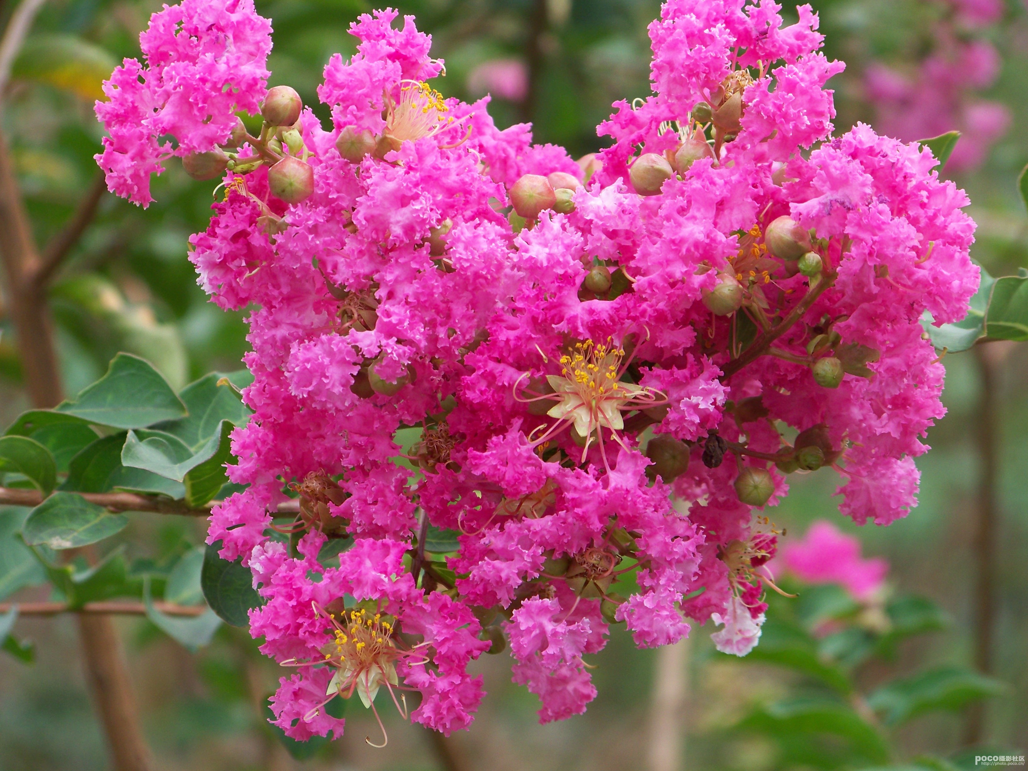 如何选择家中花卉植物盆栽,家庭常见的盆栽花卉的养护与管理