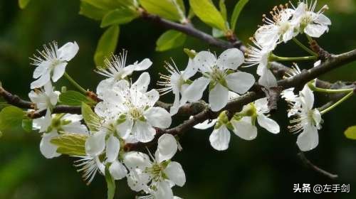 苏州上方山森林公园作文,苏州上方山国家森林公园电话