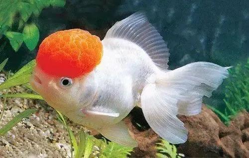 鱼会睡觉吗？它们是怎么睡觉的？