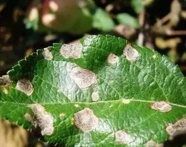 苹果树病虫害防治视频,苹果树病虫害全年防治大全