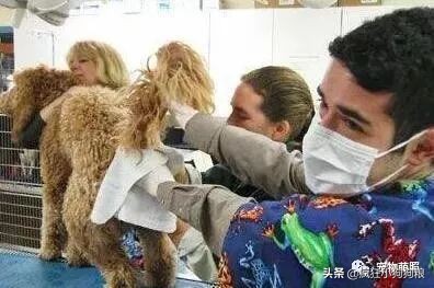 要知道狗狗是否把你看做主人,摸它这5个地方就清楚