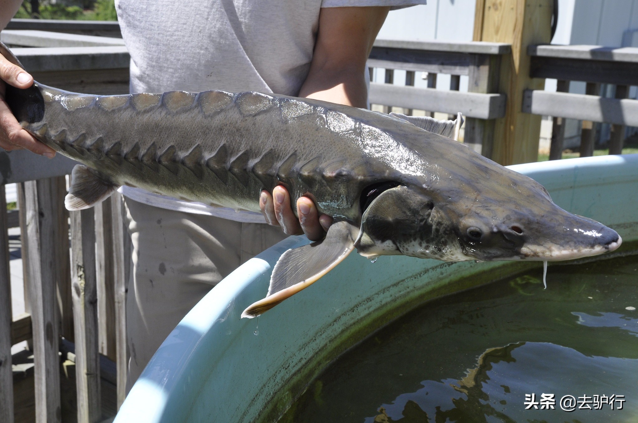 顶级鱼子酱有多贵,鱼子酱到底有多贵