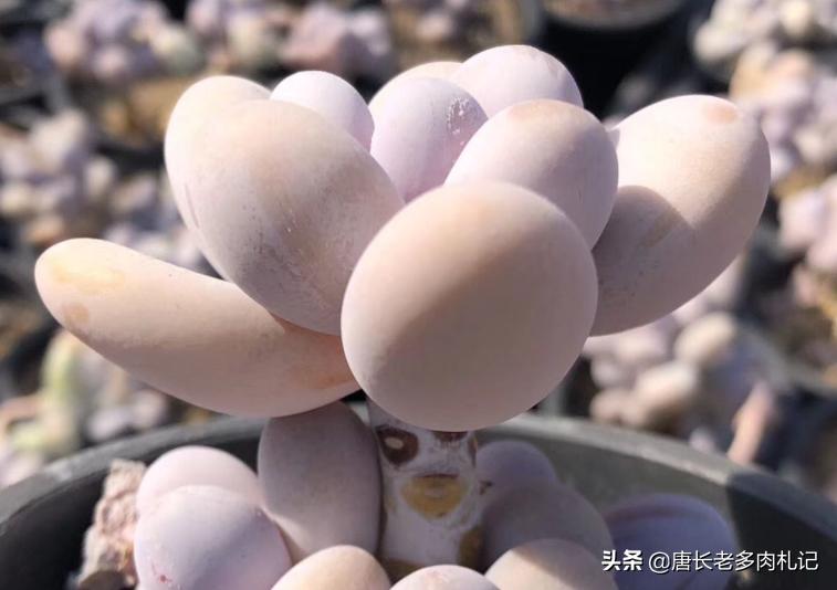 多肉僵苗怎么处理才能快速生长,多肉有新根为什么还是僵苗