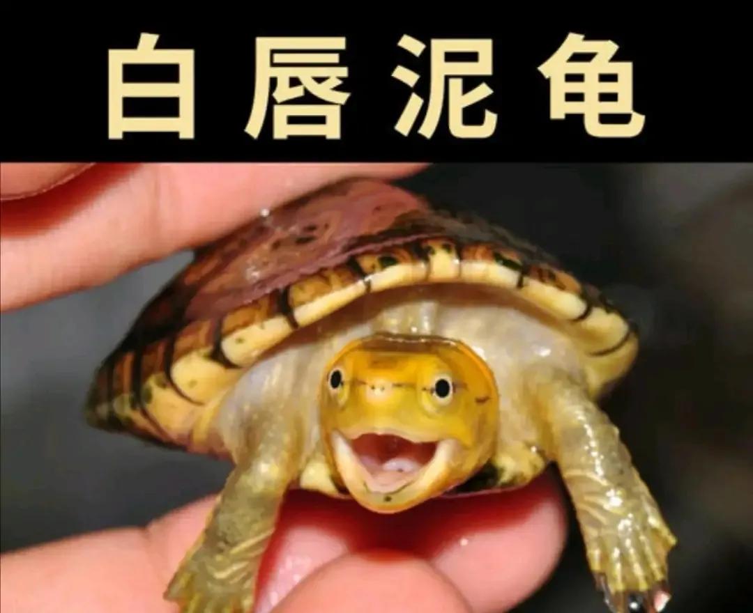 蛋龟混养推荐什么品种,蛋龟和泥龟一共有多少种品种