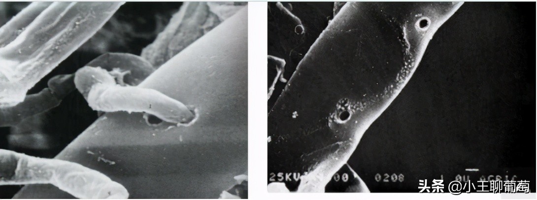 有病治病没病可以养根护根,有病治病没病杀菌