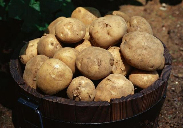 春播马铃薯栽培技术,马铃薯的种植技术教学视频