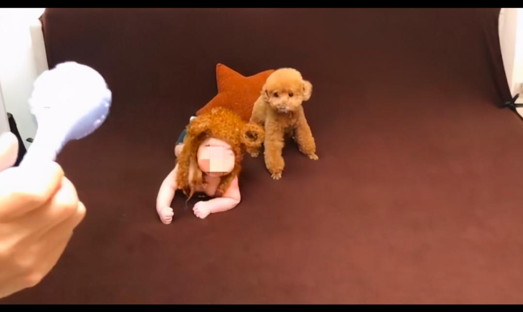 养了10年的狗狗咬主人,领养的泰迪咬人多次还要继续养吗