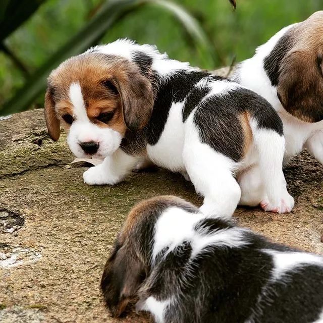 可爱可奶呆萌的小奶狗,可爱呆萌小奶狗