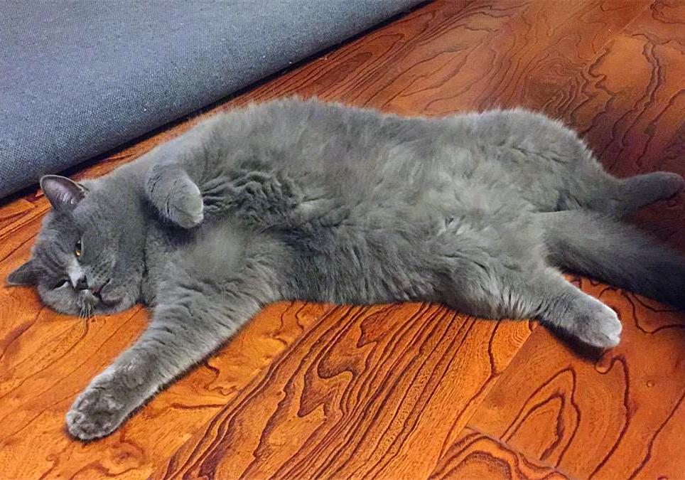 特殊时期如何做好宠物清洁工作？这两点最重要，但仍需注意安全