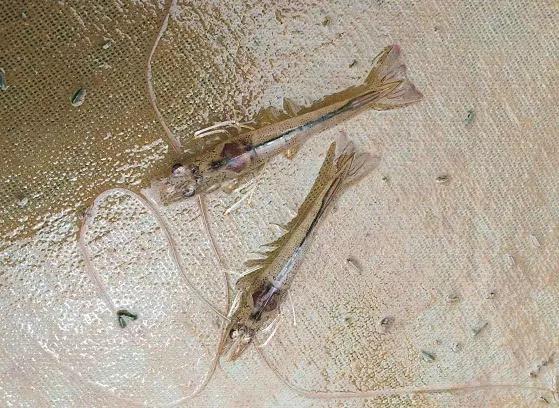 南美白对虾吃料慢什么原因,下雨天南美白对虾吃料慢