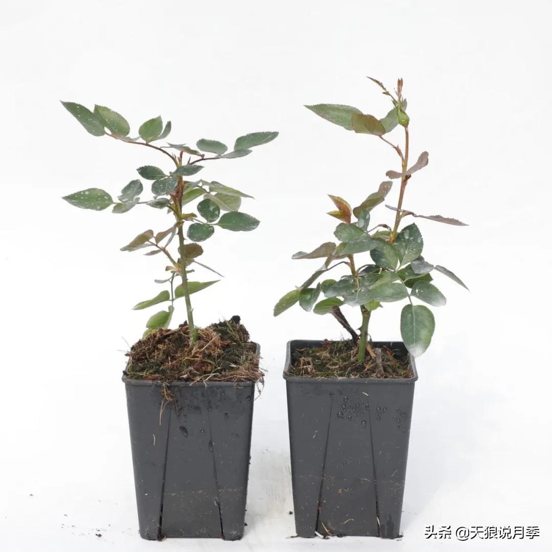 月季控对美的极致追求，尽在伊芙系列