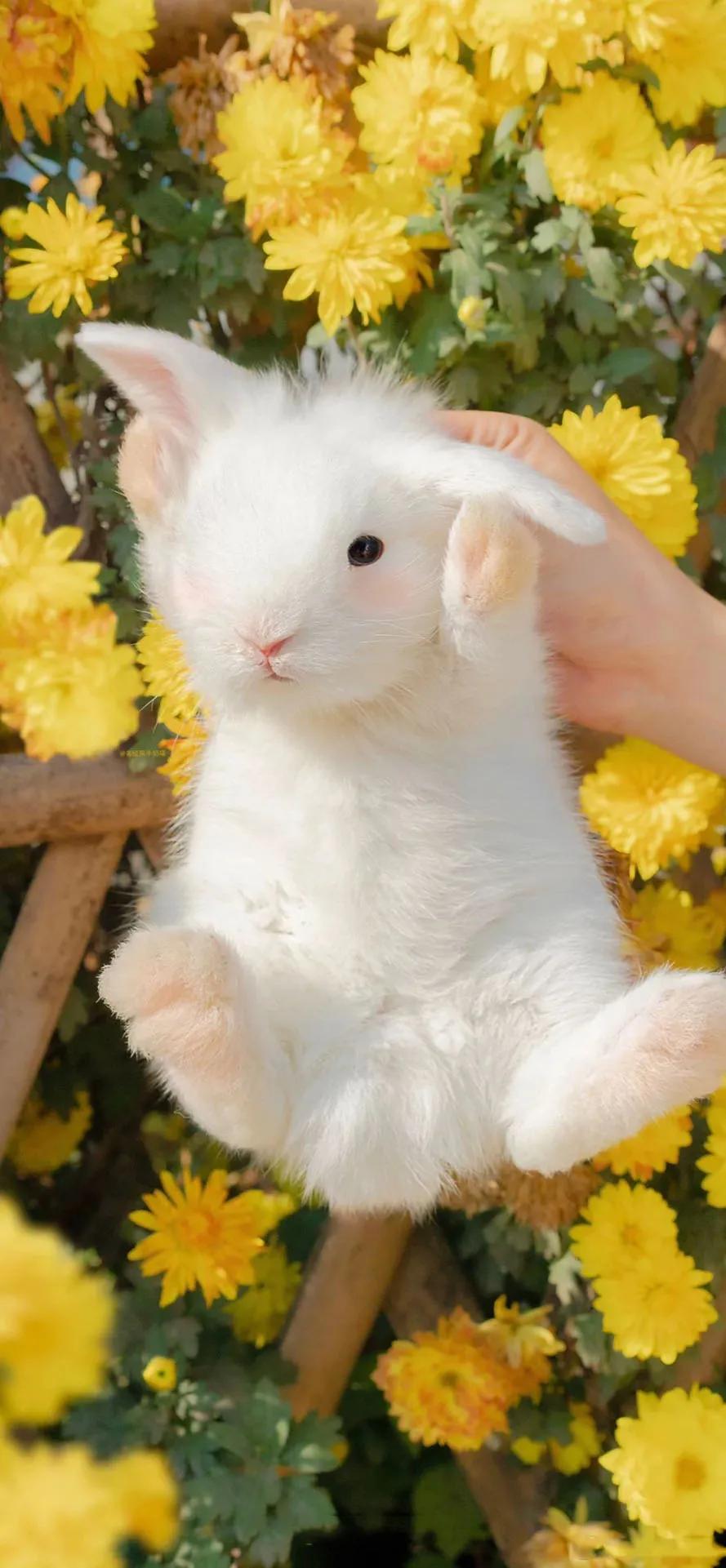 微信动态壁纸高清无水印,微信封面动态视频高级感无水印