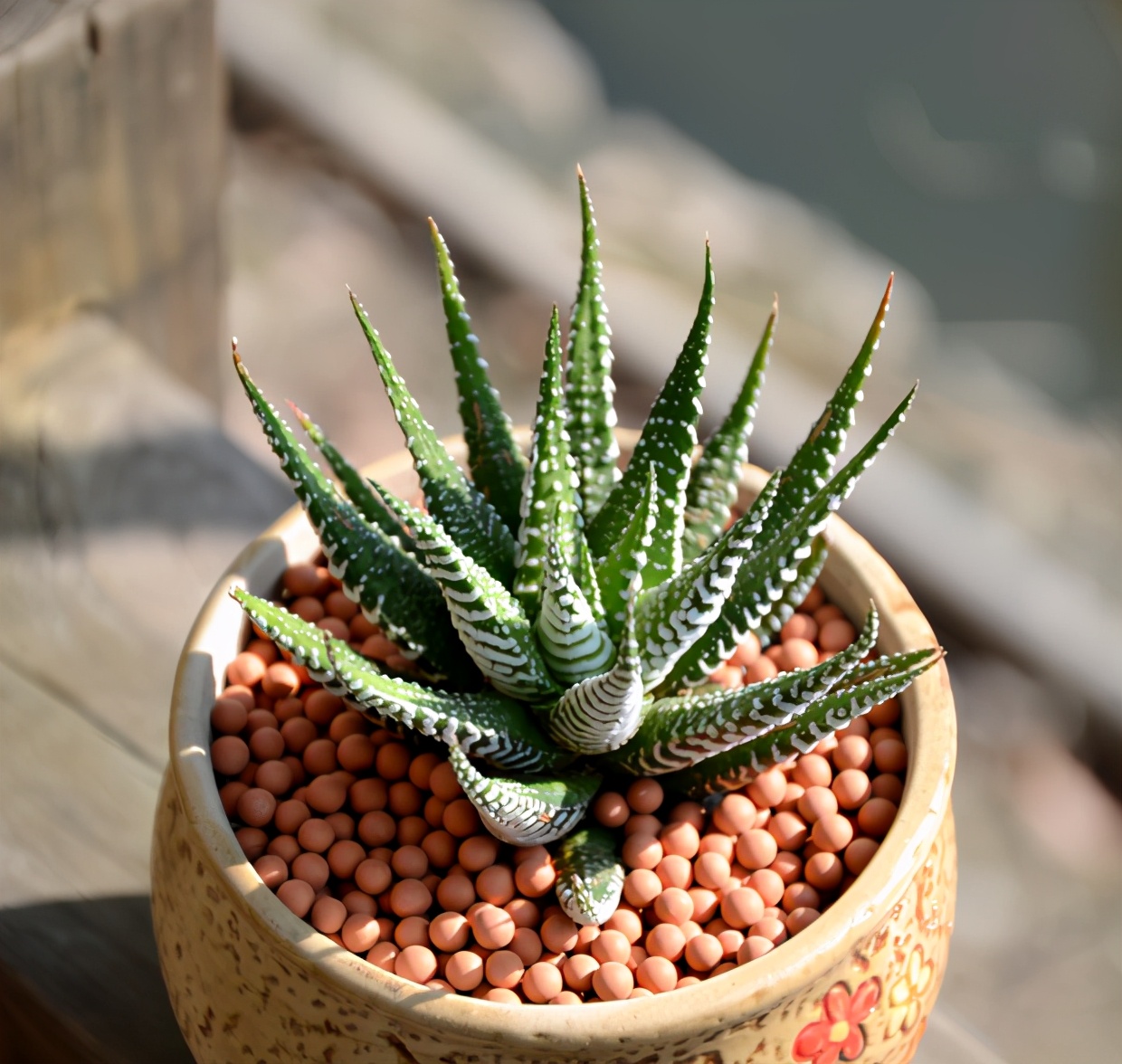 耐阴多肉植物室内,30种耐阴植物室内盆栽