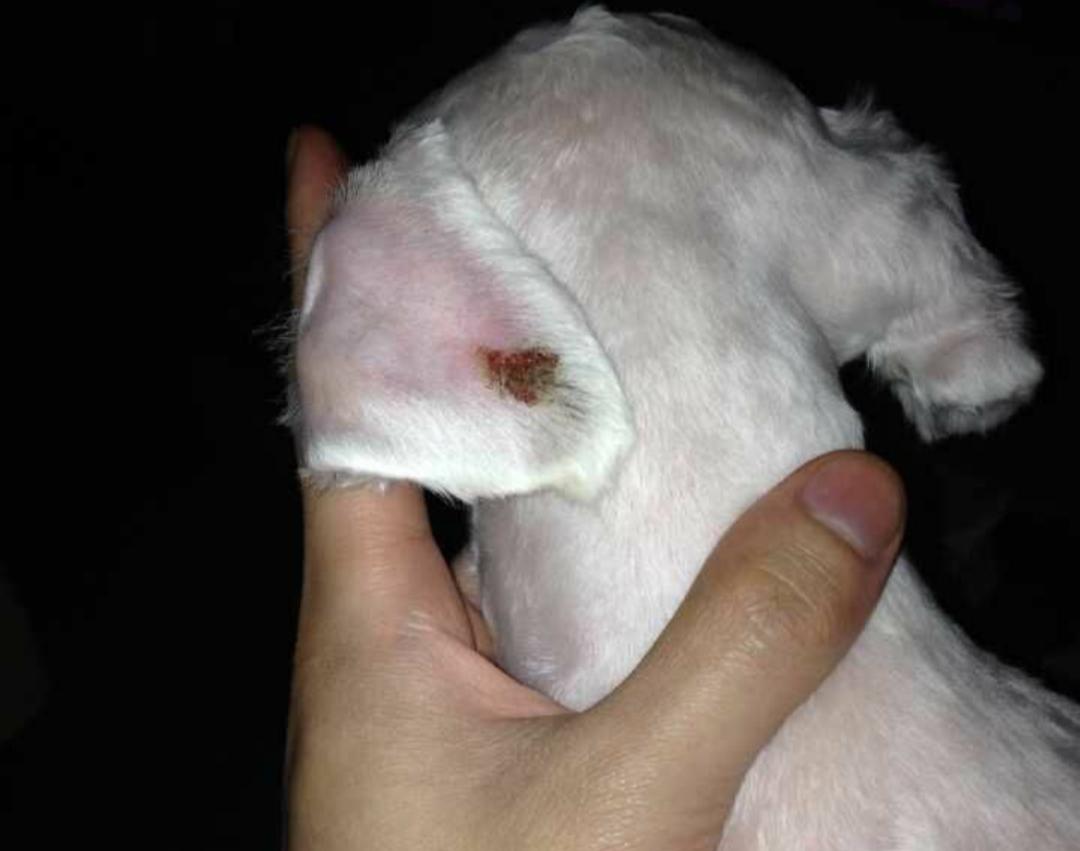 狗狗打架受伤了擦什么药,狗狗打架受伤了吃什么好得快