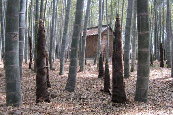 竹笋怎么种植,竹笋种植几年才出竹笋