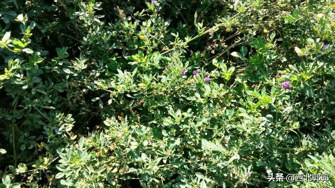 有一种喂羊牧草被称为“牧草之王”，很多人却不知道它的真实名字