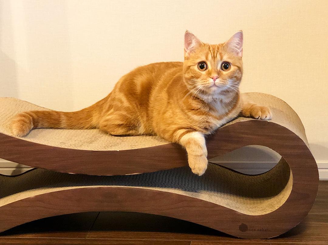 如何照护中老年猫？了解七大变化，做好这四件事，有助于猫咪长寿