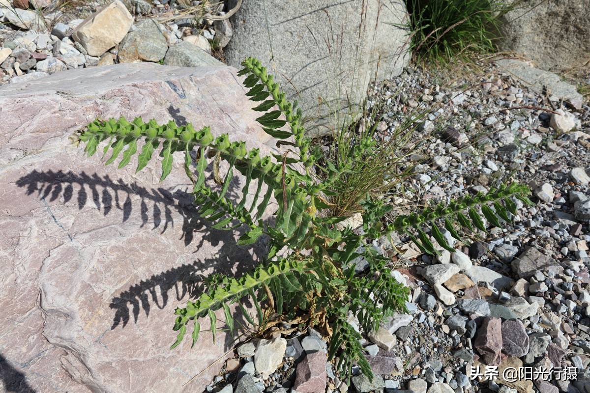 静谧森林和沙漠交界处,静谧森林红色石头