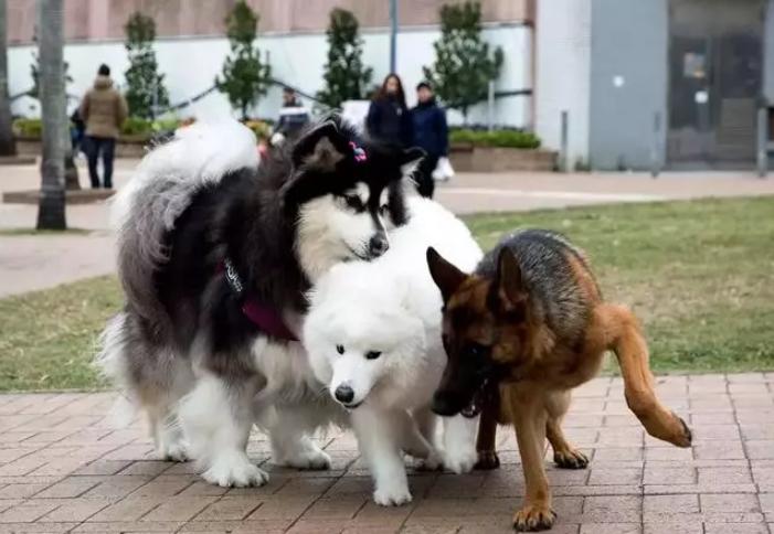 萨摩耶狗狗找领养,领养狗狗萨摩耶免费