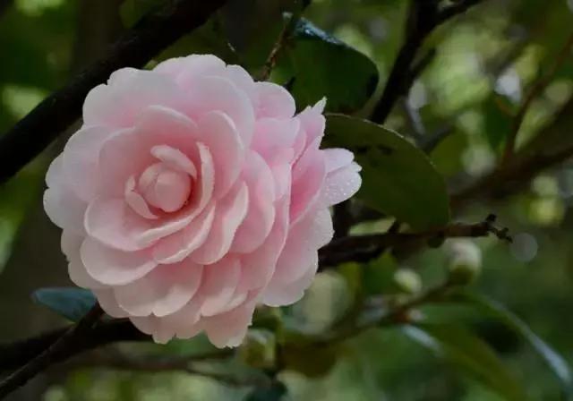 茶花酸性土壤自制小妙招,茶花太阳花茉莉栀子花的简单养法
