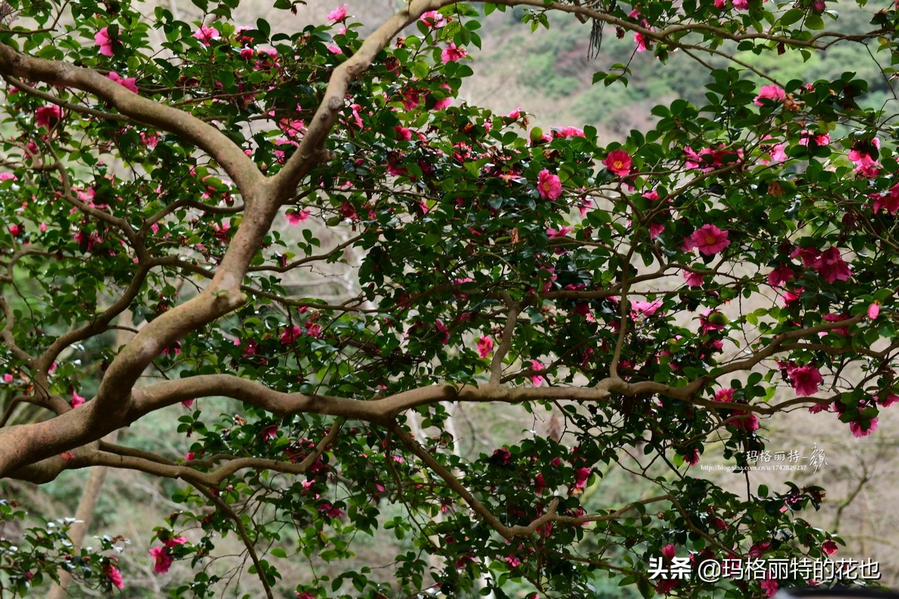 萁田森林公园和大阪的省钱之旅|行摄日本