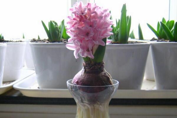 风信子烂根秘诀,风信子烂根后放回营养土要浇水吗