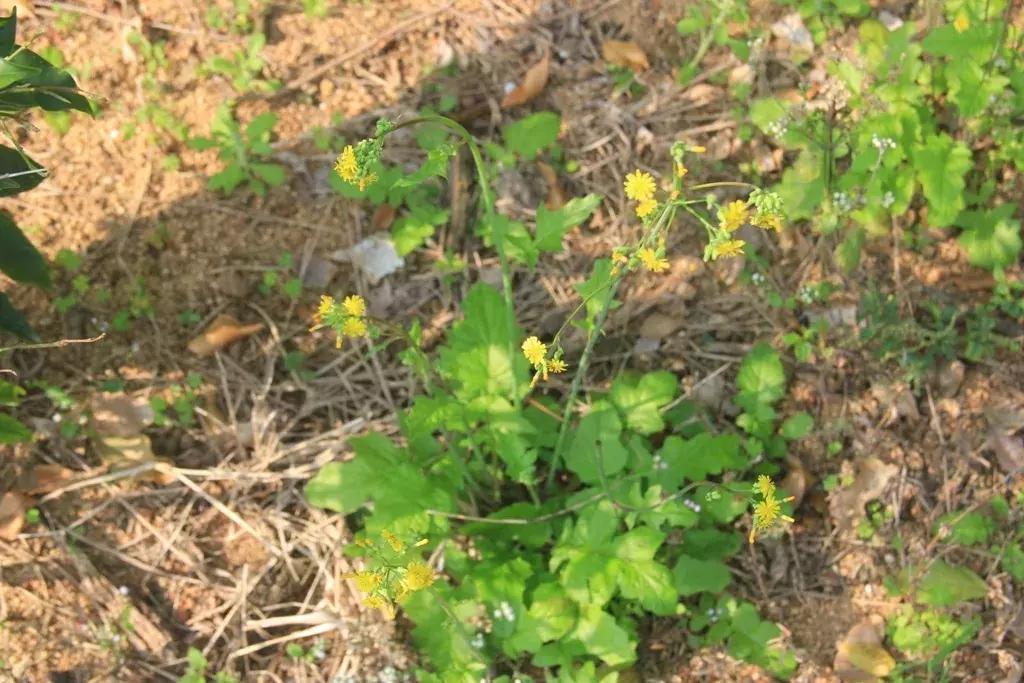 沉香好样的,沉香好看么