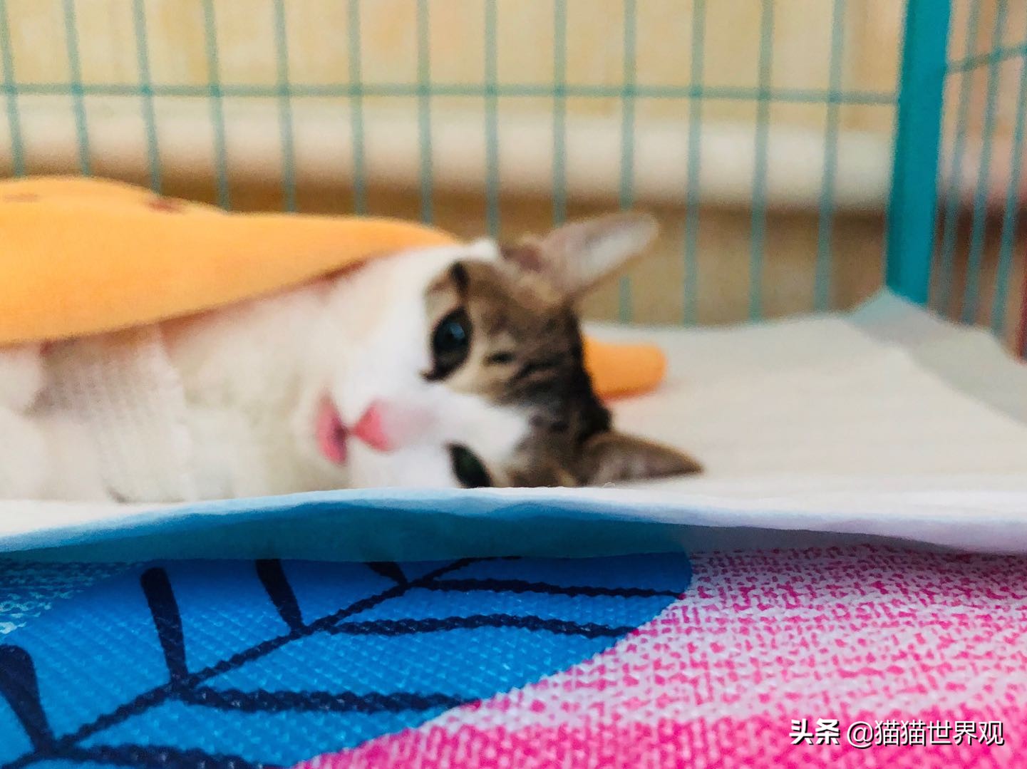 猫咪绝育手术后该如何护理才正确,猫咪绝育手术全过程母猫