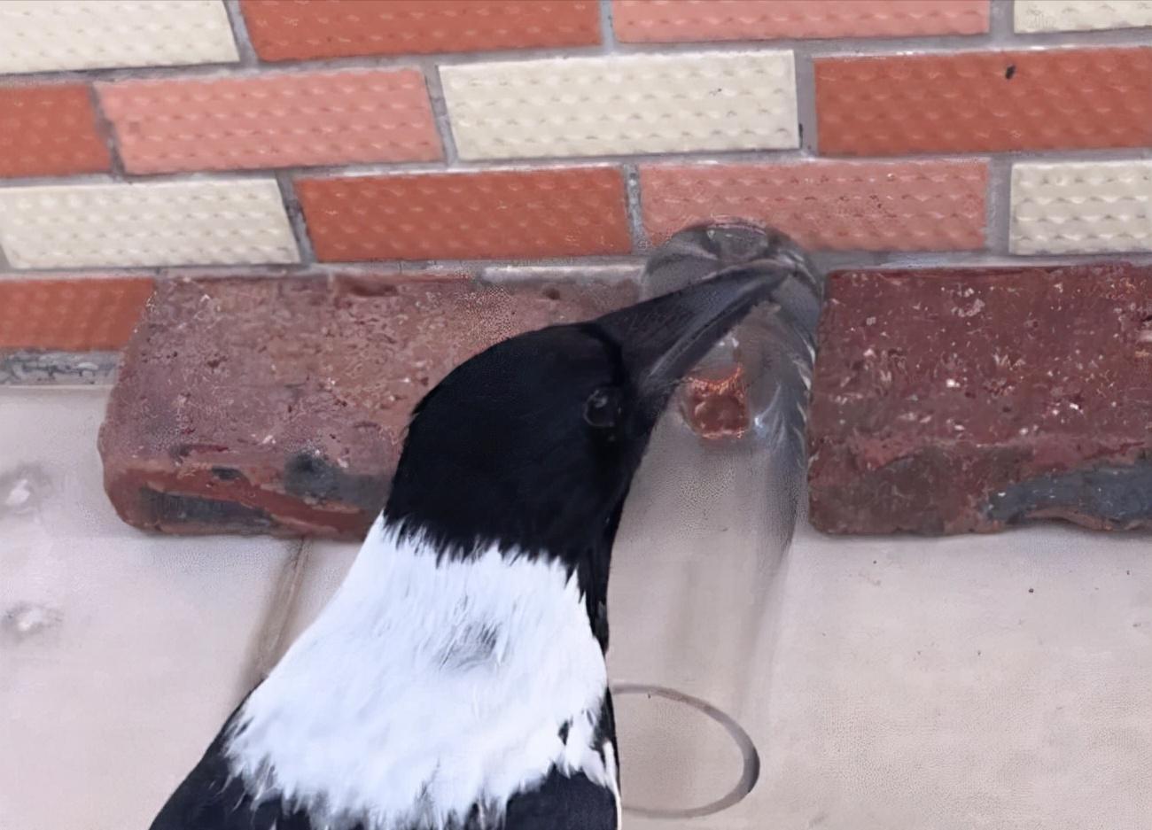 老鹰吃喜鹊被一群喜鹊欺负,老鹰为什么敢捕食毒蛇