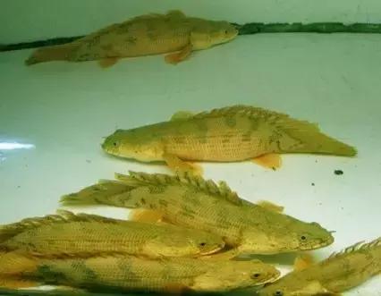 红色黄色的热带鱼是什么热带鱼,热带鱼类型有哪些