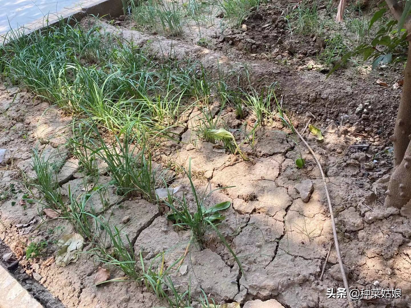 种菜板结最好的方法,种菜土地板结最快解决方法