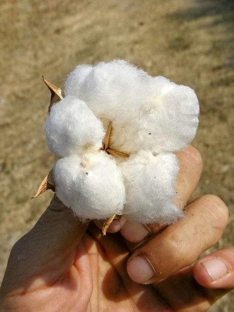 *疆新**人怎么了？“*疆新**人真是的……”你们眼中的*疆新**人是怎样的？