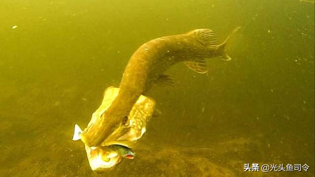 伊犁河狗鱼：寿命267岁重达40公斤，身材苗条，性情“残暴”