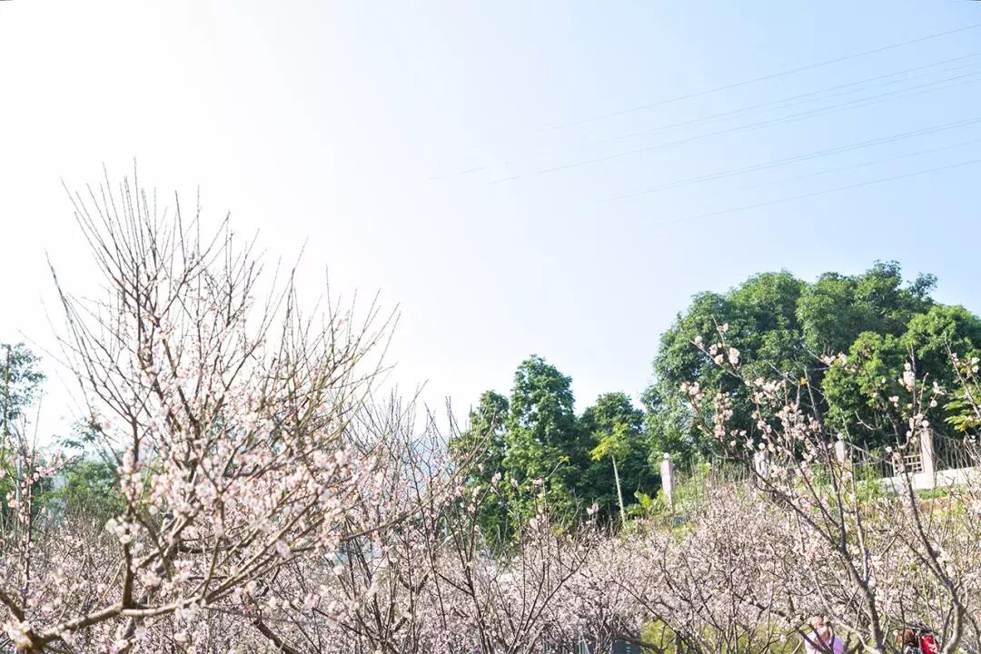 深圳隐秘风景,深圳粉色花海视频