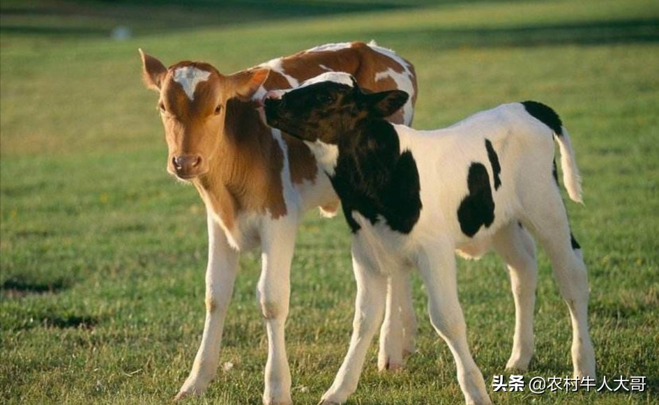 犊牛肺炎防控，养牛人必学