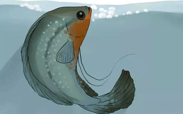 怎么判断鱼怀孕还是腹水,鱼肚子大了怎么判断怀孕