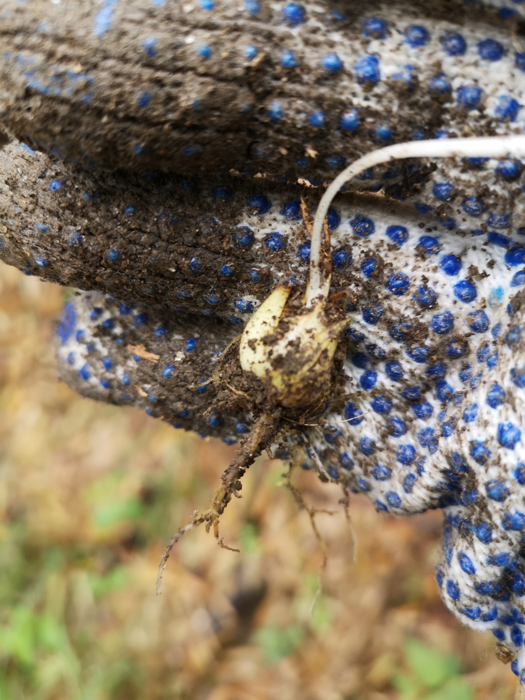 竹林深处探宝——只为了那一棵黄精