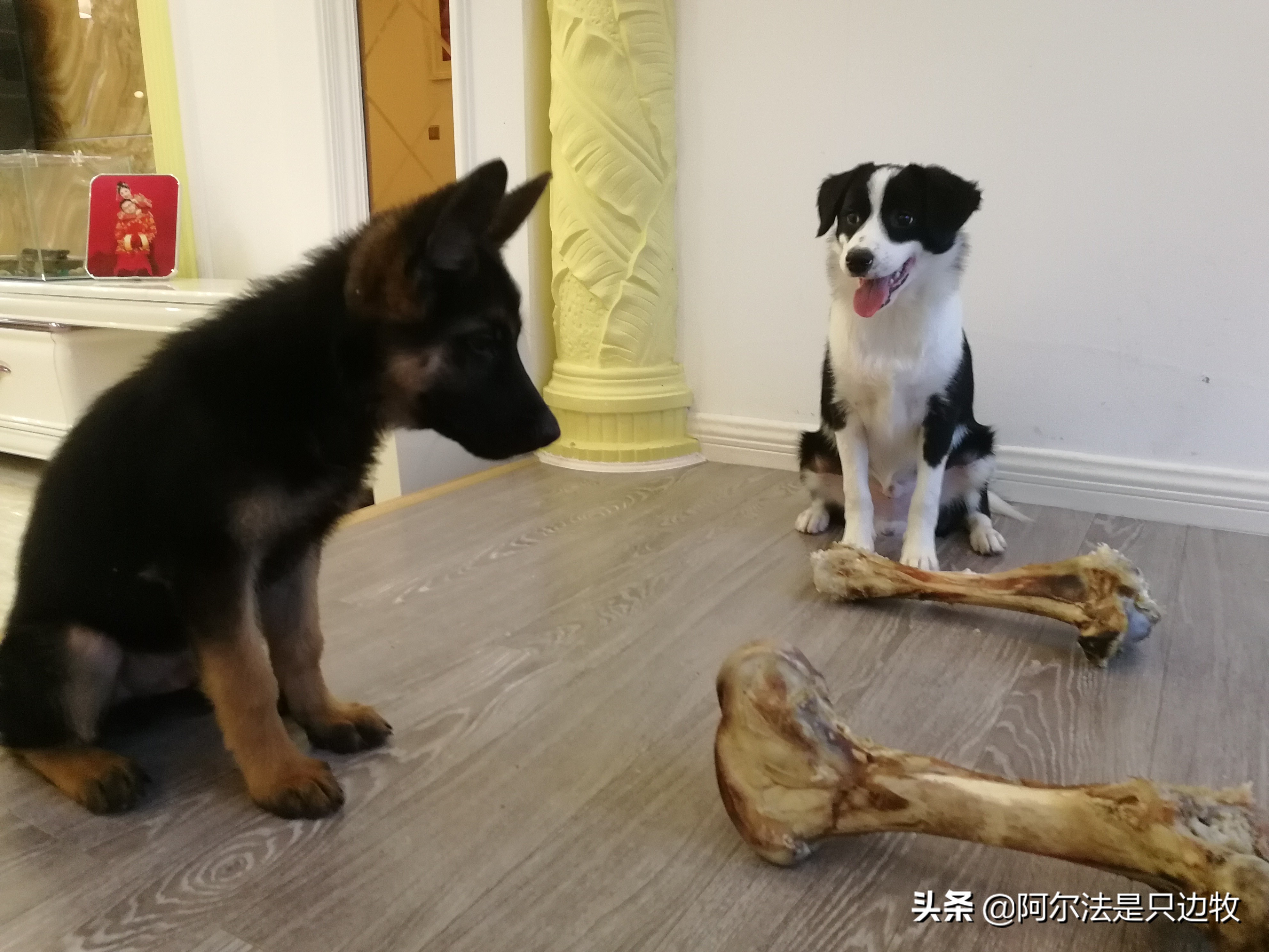 几乎每个狗狗都吃过屎？狗吃屎的原因是什么，如何才能解决