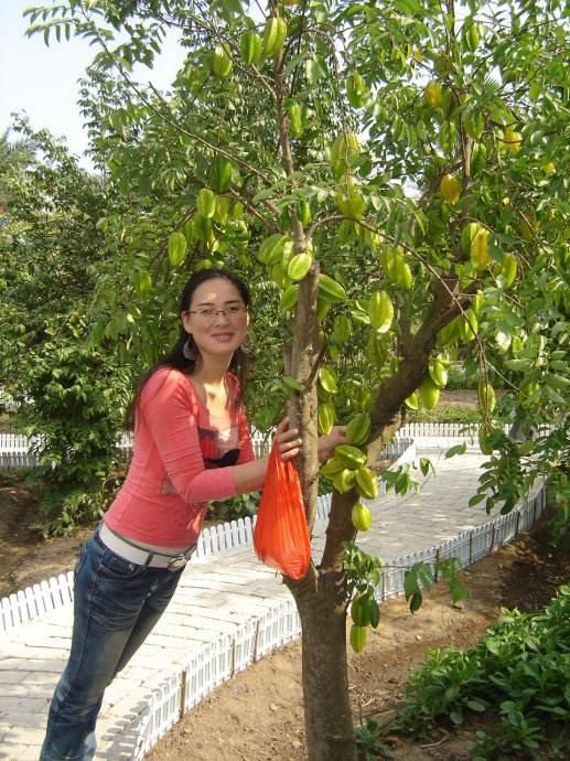 杨桃苗种植,杨桃树的种植