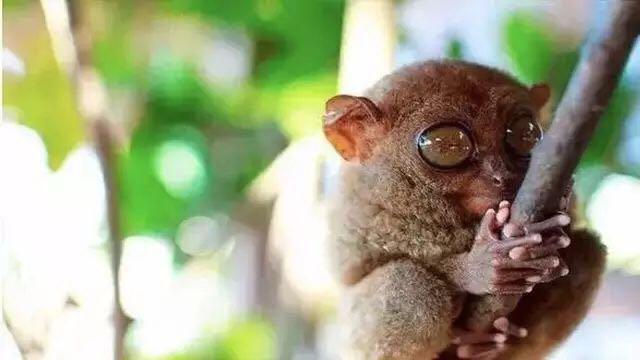 菲律宾游学宿务语言风俗,菲律宾马尼拉游学