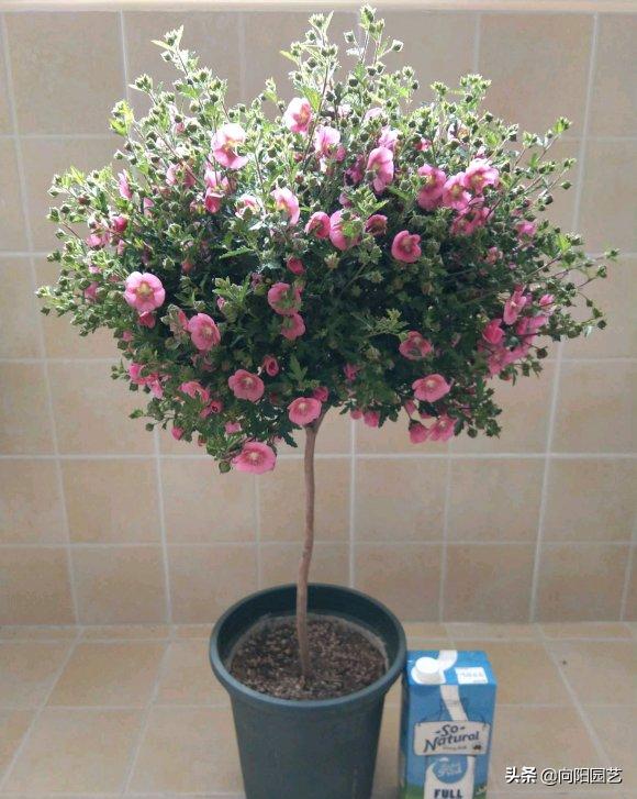 小木槿花施肥多了黄叶子怎么办,阳台绿植开花