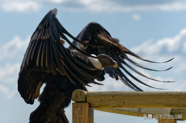 所有国家的熊猫都是中国的吗,有很多国家都有中国的熊猫英文