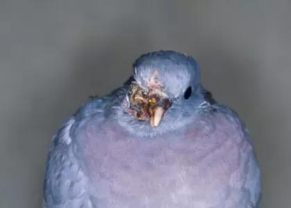 鸽子第一杀手—毛滴虫,在夏季如此猖獗,养鸽户们应该这样解决